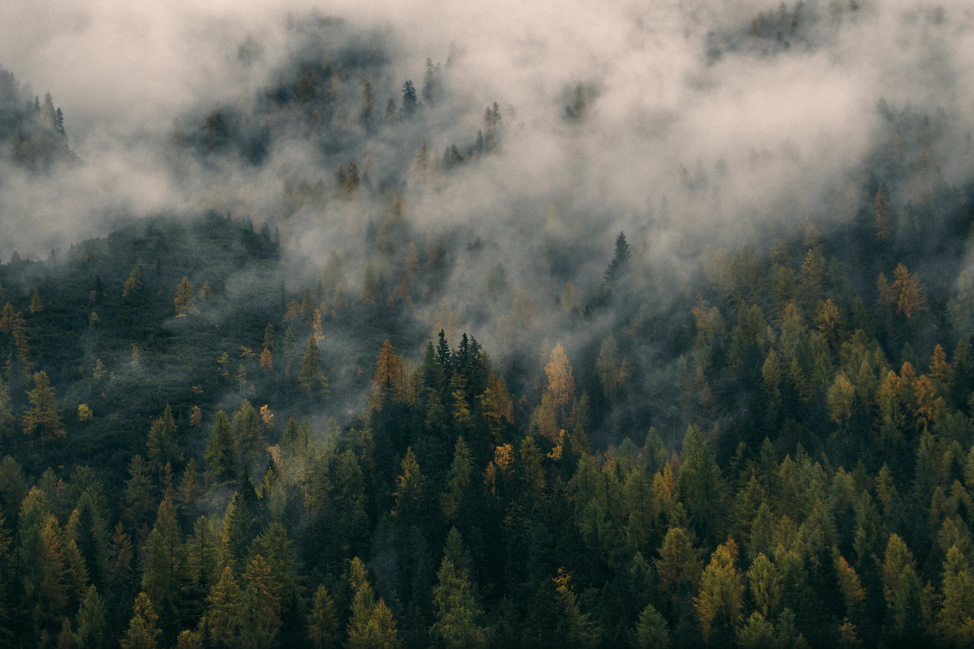 Responsibly managed forest supporting sustainable paper product development